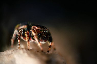 böcek, örümcek, makro
