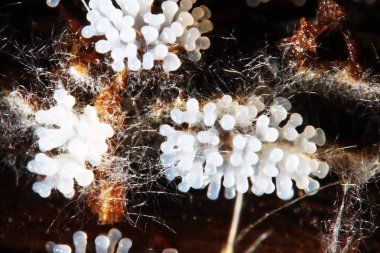 Bir ağaç üzerinde mercan mantar