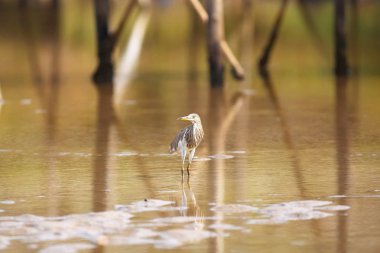 Kıyıya yakın suda kuş