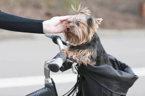 犬はバスケットに乗ってください。 — ストック写真