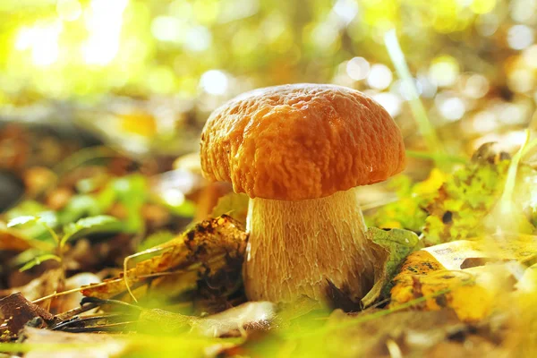 Mushroom  in the autumn forest — Stock Photo, Image