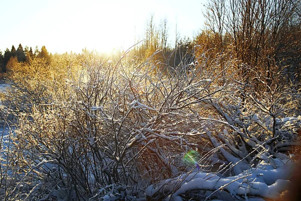 Det frusna gräset i frosten — Stockfoto