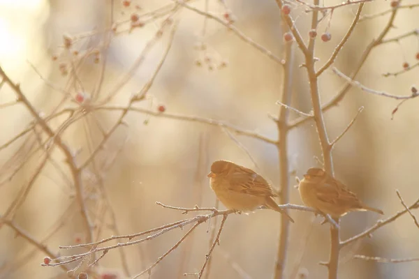 Fugler som sitter på en gren – stockfoto