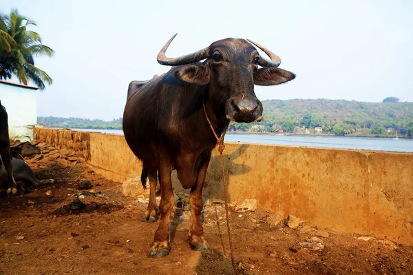 A tehén, a folyó partján — Stock Fotó