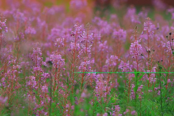 Flores de leña en verano — Foto de Stock
