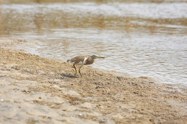 A bird walks on the shore during — Stock Photo, Image