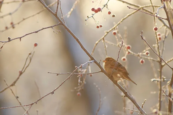 The bird is sitting on a branch — Stock Photo, Image