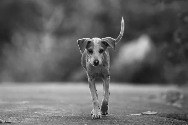 Hond die op straat worden uitgevoerd — Stockfoto