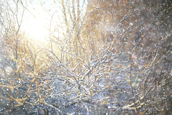 Das gefrorene Gras im Frost — Stockfoto