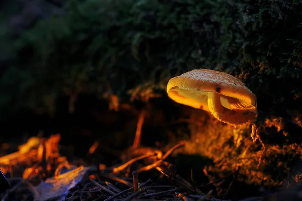 Cogumelo na floresta de outono — Fotografia de Stock