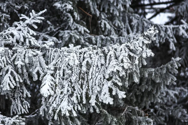 覆盖着白雪的冬季森林 — 图库照片