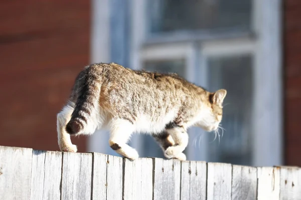 Gato gracioso se sienta en la valla —  Fotos de Stock