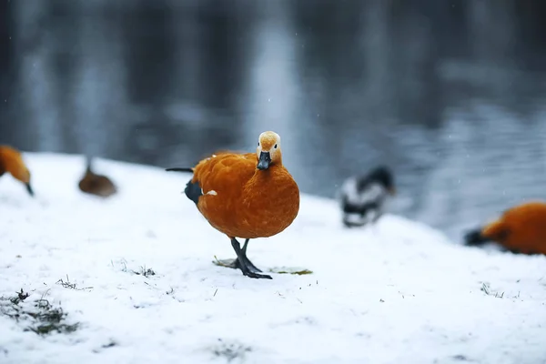 Duck walking by the stream