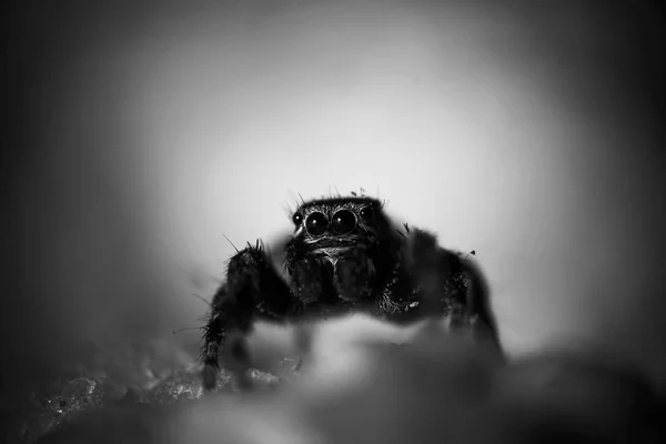 毛茸茸的蜘蛛看起来直 — 图库照片