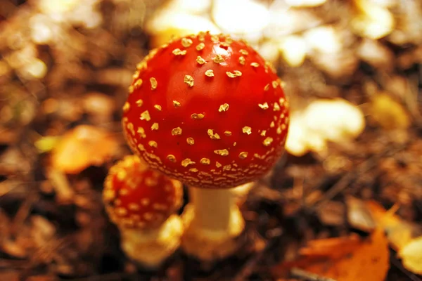 Cogumelos na floresta de outono — Fotografia de Stock