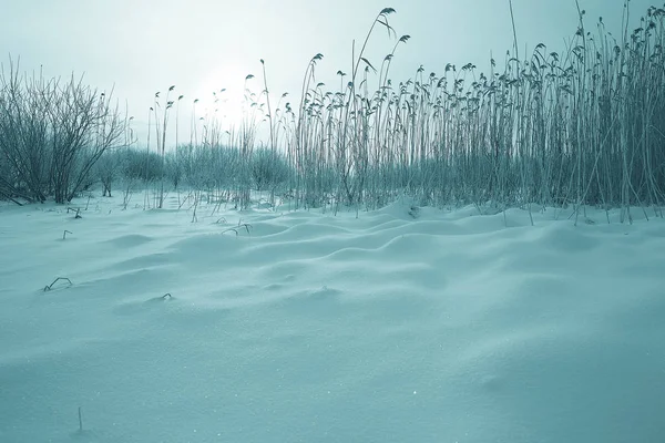 Torrt gräs i snö — Stockfoto