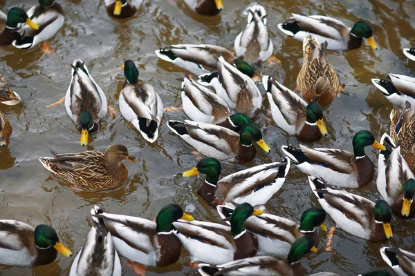 Canards rayés dans l'étang — Photo