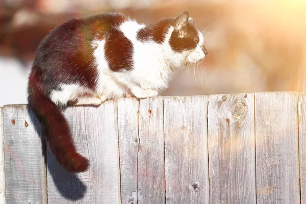 Funny cat sits on the fence — Stock Photo, Image