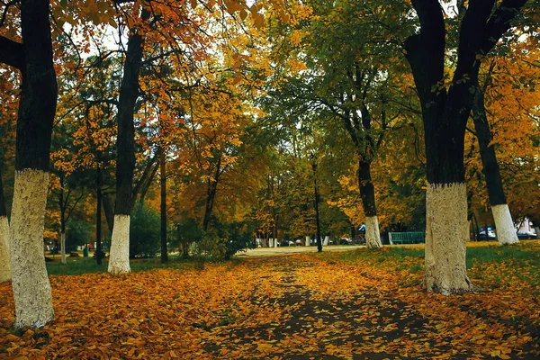 Árboles en el parque de otoño — Foto de Stock