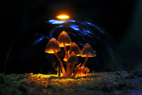 가을 숲에 있는 버섯 — 스톡 사진