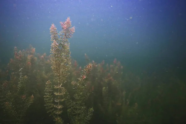 Algues marines en eau claire — Photo