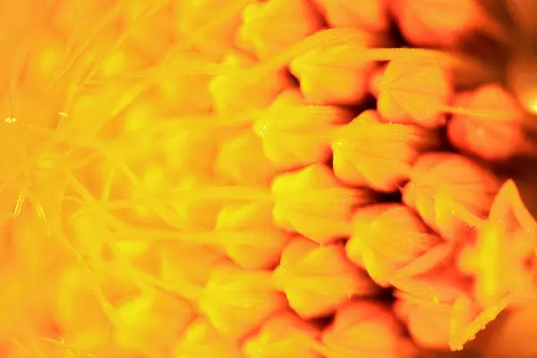 Текстура лепестка жёлтого цветка — стоковое фото