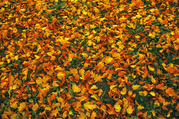 Fallen leaves lon the ground