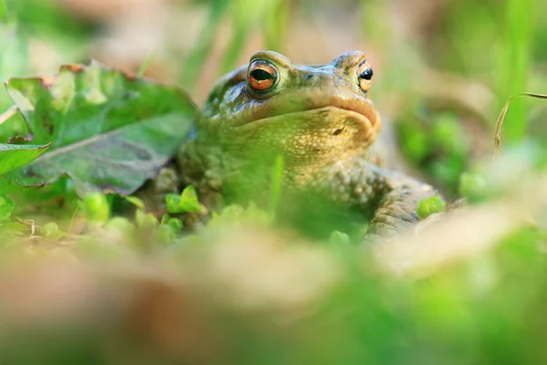 Лягушка в траве, дикая природа — стоковое фото