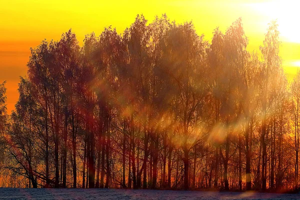 Coucher de soleil dans la forêt d'hiver — Photo