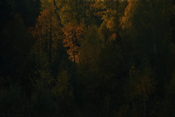 Bosque de otoño en el campo —  Fotos de Stock