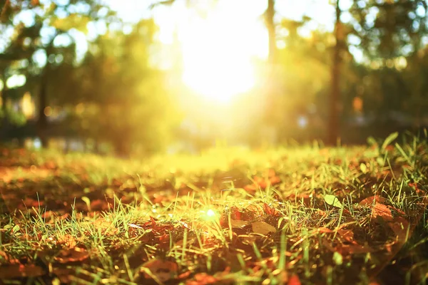 Tiempo soleado en el parque de otoño — Foto de Stock