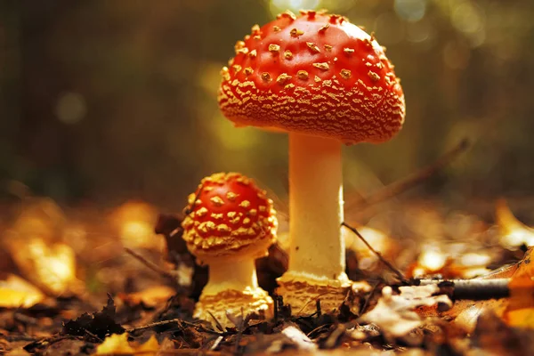 Mushrooms  in the autumn forest — Stock Photo, Image