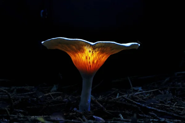 Pilz im Herbstwald — Stockfoto