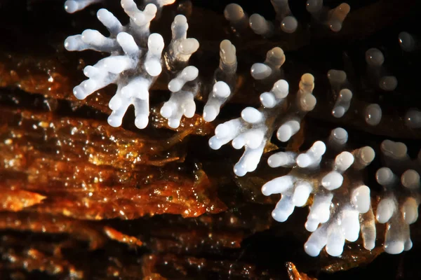 Korall svamp på ett träd — Stockfoto