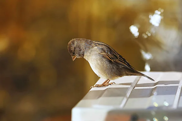 Sparrow på en järn-tak — Stockfoto