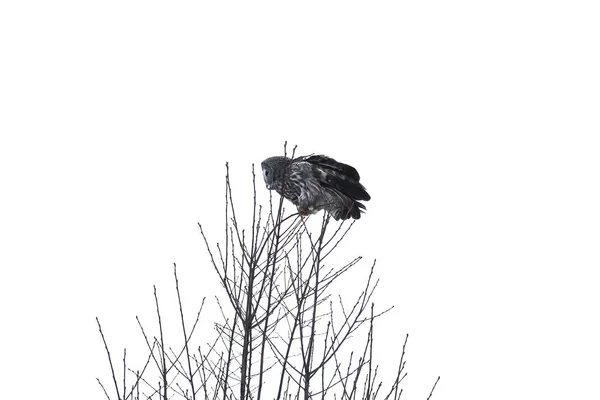 Búho pájaro en árbol — Foto de Stock