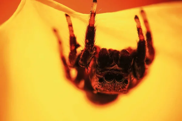 Bolyhos pók úgy néz ki, egyenes — Stock Fotó