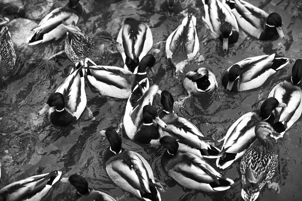 Streifenenten im Teich — Stockfoto