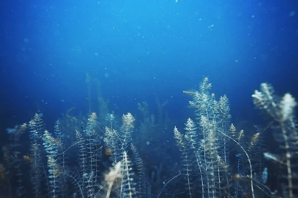 Морское дно с водорослями и кораллами — стоковое фото