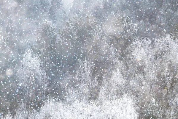 Forêt hivernale enneigée — Photo