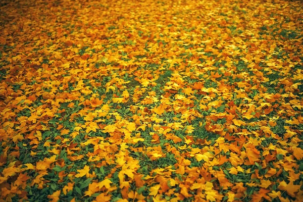 Feuilles tombées sur le sol — Photo