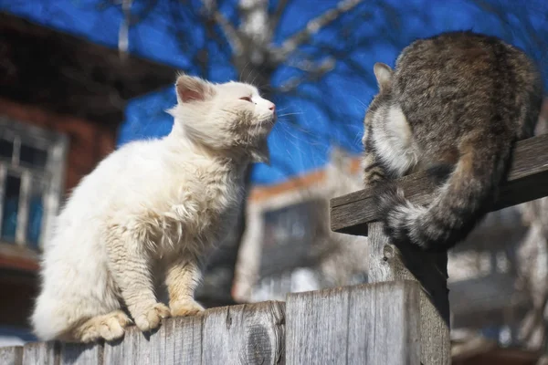 Gatos divertidos se sientan en la valla —  Fotos de Stock
