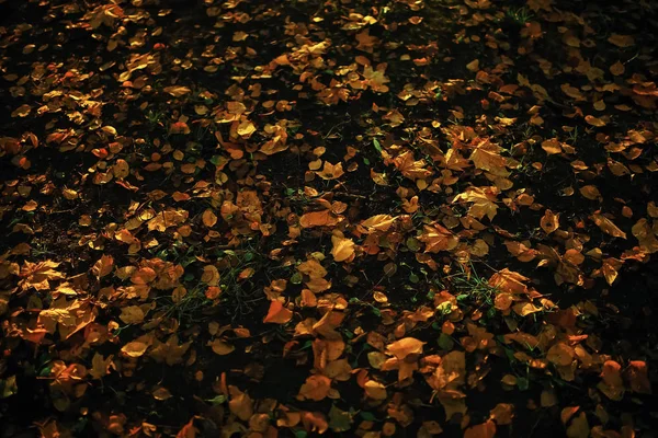 Météo ensoleillée au parc d'automne — Photo