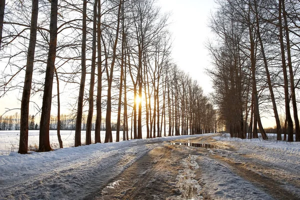 Kış parkında bir sokak. — Stok fotoğraf