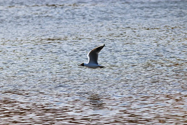 Pássaro à beira-mar durante o dia — Fotografia de Stock
