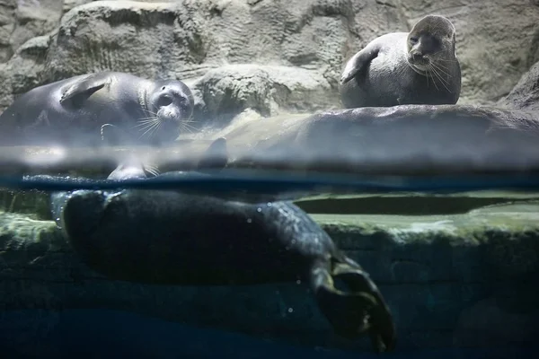 Sellos en un zoológico de acuario — Foto de Stock