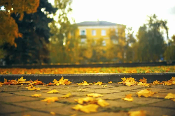 Fallen leaves lon the ground — Stock Photo, Image