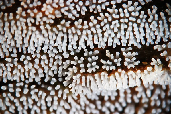 Cogumelo de coral em uma árvore — Fotografia de Stock