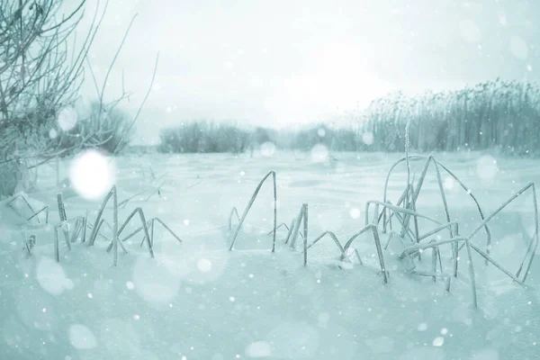 Сухая трава в снегу — стоковое фото