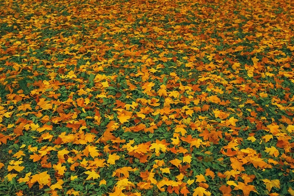Загублені листя самотні землі — стокове фото